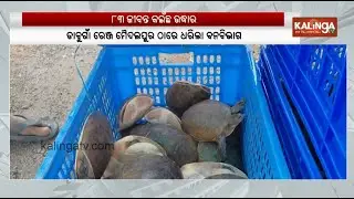 Major Turtle Smuggling Racket Busted In Odisha, Over 83 Turtles Rescued | Kalinga TV