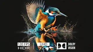12K HDR 120FPS Dolby Vision с успокаивающей музыкой и птицей (красочно динамичным) #12