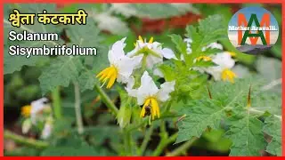 श्वेता कंटकारी, Solanum sisymbriifolium, A trap crop for cyst nematodes