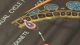 TO STUDY THE LIFE CYCLE OF A MALARIAL PARASITE