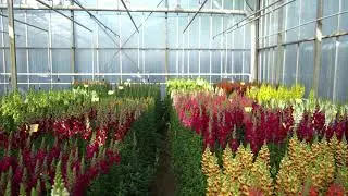 Evanthia | Antirrhinum Trials