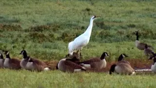 At the Whooping Crane Pen | St. Marks Refuge