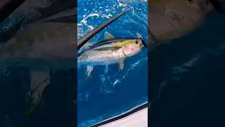 GIANT Tuna offshore fishing Puerto Rico #puertorico #fishing #offshore #tuna