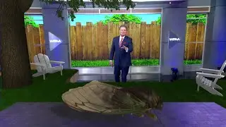 DFW Weather | What to know about the noisy bug you'll be hearing all summer