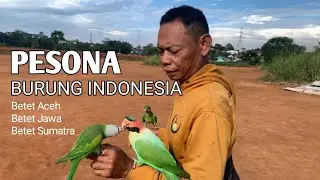 Perbedaan Betet Jawa, Betet Sumatra dan Betet Enggano