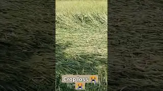 Crop loss of wheat 🌾 in field work 😭😭😭# short