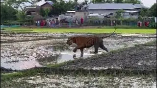 Assam Floods Situation || Kaziranga National Park Tiger in Village || What Happened Next