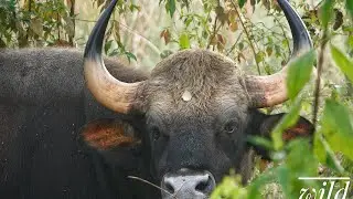 गौरी गाइ ( gaur ) देखियो जीप सफारिमा , Chitwan , sauraha , Nepal , animals , wildlife ,nature ,