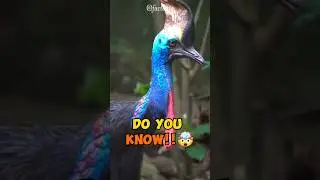 Amazing fact about cassowary #facts #animals #birds #cassowary #like