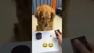 Dog Regrets rush decision video by adebidofficial  #Shorts