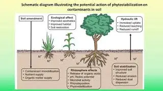 Phytostabilization Part  I