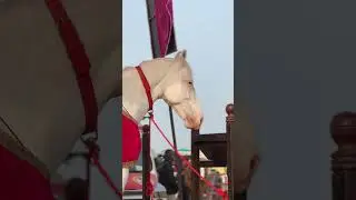 Fateh (Endless Sidhu Stud Farm)Sekha Kalan #vairalvideo #horse #trending #action
