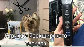 Стрижка йоркширского терьера. Новая машинка MAJOR DOG HUNFRISE 22.