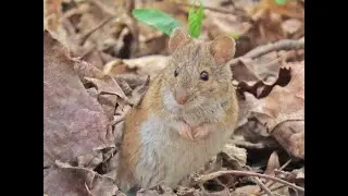 Степная пеструшка