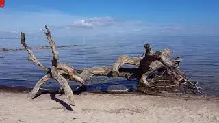 Schlafende Bäume am Strand bei Loissin