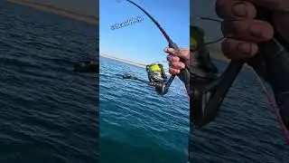 FARFOLHO TIME!!! HERCULANO BICA #dicasdobeja #pesca #choco