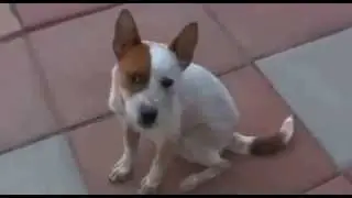 Animals Being Awesome