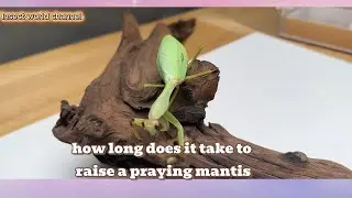 It takes 380 days to raise a young praying mantis into an adult mantis.