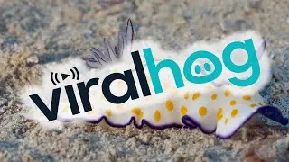 Colorful Sea Slug Filmed Up Close || ViralHog