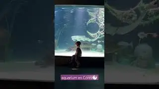 aquarium en Corea🦭 #coreano #coreanovlogs#corea#viajes#aquarium# #puravida#delf&iacute;n#raya#seoul