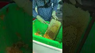 Wow! Harvesting honeycomb in farm #beekeeper #workerbee #insects #honey #beehive #naturelovers