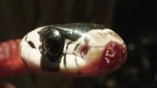 Em Busca das Cobras - Coral falsa - Erythrolamprus aesculapii