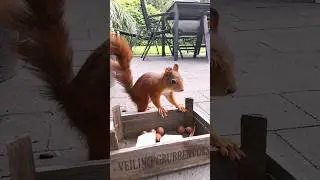 Noch ein Eichh&ouml;rnchen #squirrel #wildanimals #eichh&ouml;rnchen #fellnase #nuts #ardilla