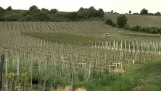 What does it take to grow Pinot Noir grown in Germany? (aka Spatburgunder)