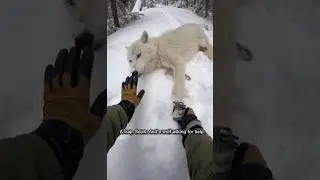 A black wolf ran to a human&hellip; begging for help. #WolfRescue #AnimalHelp #WinterStory #youtubeshorts