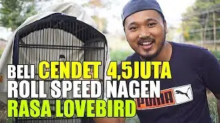 BELI CENDET 4,5JUTA ROLL SPEED NAGEN RASA LOVEBIRD