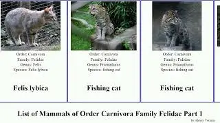 List of Mammals of Order Carnivora Family Felidae Part 1 cat leopard acinonyx fishing felis lynx