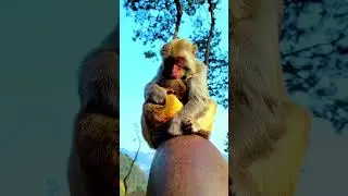 cute baby monkey at the evening.  #animals #money #angkormonkey #monkey