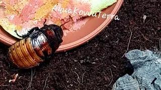 Karaczan madagaskarski - terrarium, warunki, pożywienie. Dzień 22