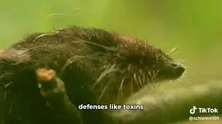 Evolution of Anti-Predator Defense Mechanisms