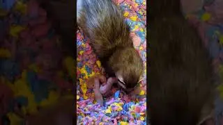 Yazoo's newborn ferret babies are here!! #ethicalbreeding