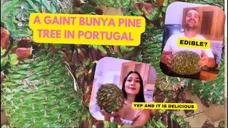 Bunya Pine Tree in Portugal 🇵🇹 #how to prepare bunya pine nuts #diary #portugal #pine #village