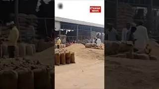 Etawah farmers struggle as basmati prices crash. #BasmatiRice #Farmers #Etawah #MarketCrisis