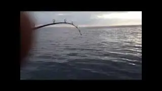 Bottenmete p&aring; Disken, &Ouml;resund.