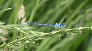 Damselflies in 4K on Hampstead Heath and Kenwood Park, London UK.