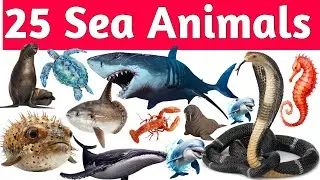 Sea Life for Kids | Crab, Fish, Turtle & More | Animated Sea Animal Names for Kids |