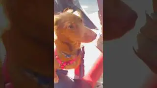 Nice Jeep ride with #dolly #nirvana #music #rock #milliemondays #puppy #song #pup #millie #puppylove