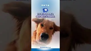 #petlover #pets #c&atilde;es #petlovers #caesengracados #clinicaveterin&aacute;ria #memepet #funnyshorts #fyp #fy