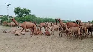 Camel sitting on the Land in Saudi Arab Desert|Camel life in Saudi Desert |Camel life Daily 