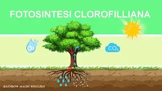 Fotosintesi Clorofilliana
