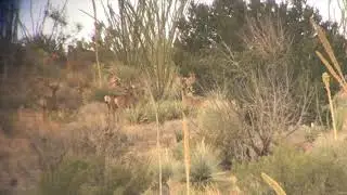 MULEY MADNESS IN THE OCOTILLOS