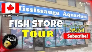 Aquarium Fish Store Tour of Mississauga Aquariums 🐠 Flowerhorn Cichlid Shop