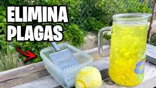 ¡NO MAS PLAGAS! 😱 Controla un 99,7% de Pulgones, Hormigas y Mosca blanca | La Huerta de Ivan