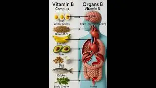 Vitamin B Complex &ndash; Boost Energy, Brain Power & Nerve Health 🧠⚡