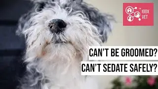 Can't be groomed without sedation, but can't sedate??? SOLVED!
