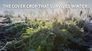 The &ldquo;Living Lattice&rdquo; Cover Crop That Protects Soil Even in Brutal Winters
